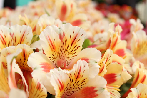durban flowers - pink alstroemeria