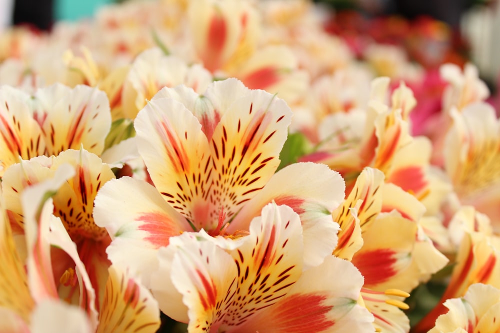 pink and yellow flower in macro shot