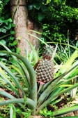 A ripe pineapple grows in the center of a cluster of spiky, long green leaves. The background features a tree trunk and dense green foliage.