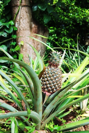 A ripe pineapple grows in the center of a cluster of spiky, long green leaves. The background features a tree trunk and dense green foliage.
