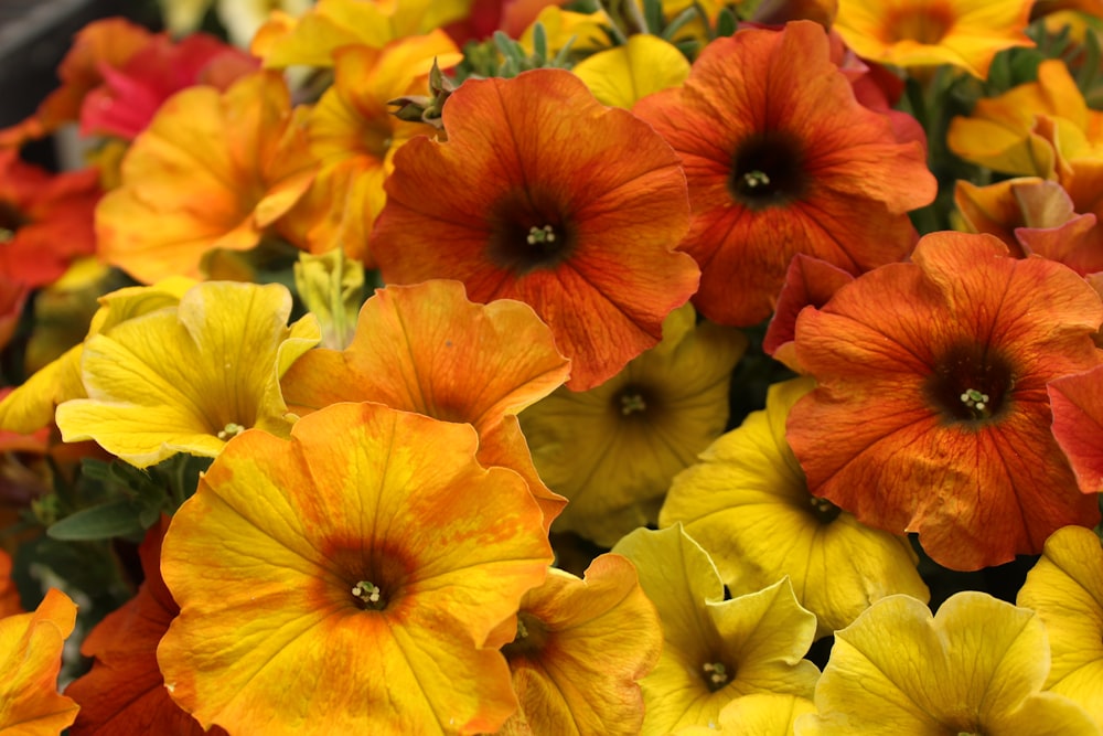 yellow and red flower in close up photography