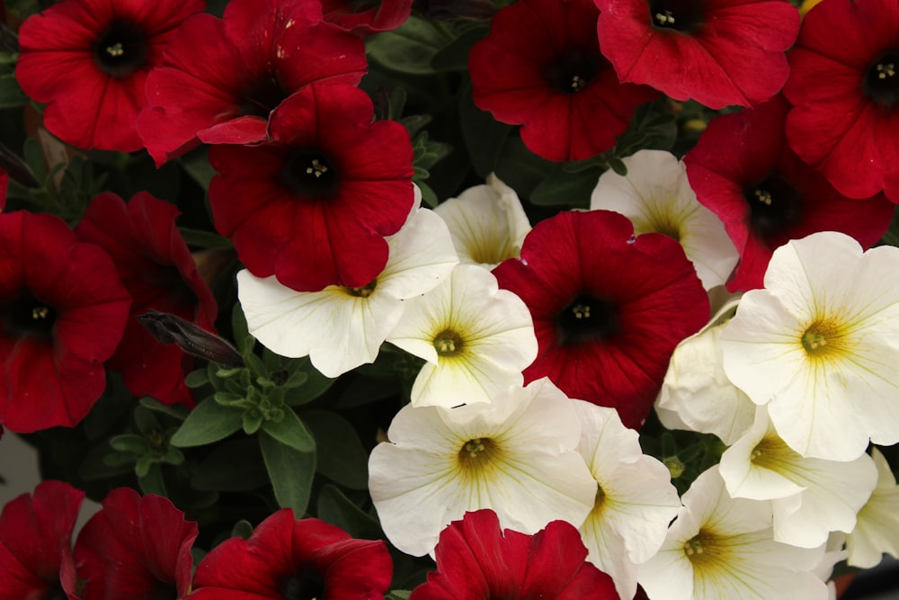 weiße und rote Blüten mit grünen Blättern