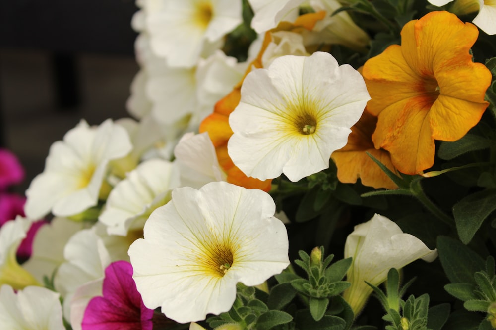 weiße und gelbe Blüten mit grünen Blättern