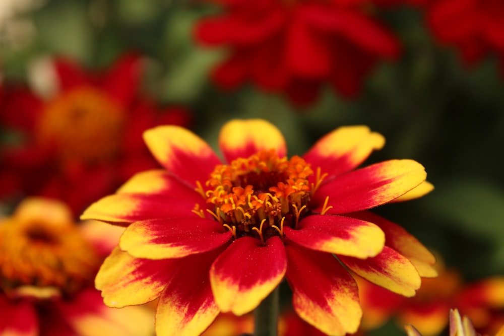 yellow and red flower in tilt shift lens