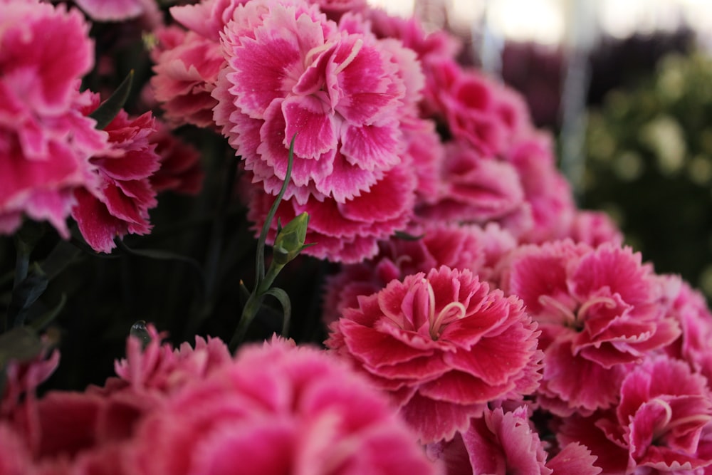 pink flowers in tilt shift lens