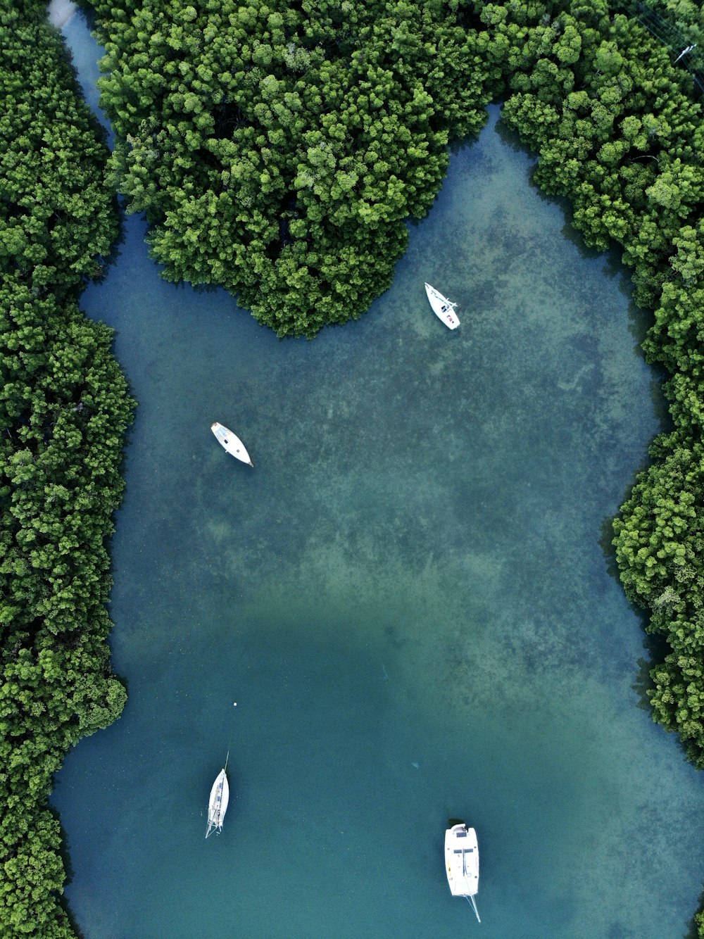 aerial view of green trees and river