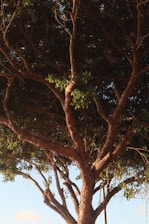 A serene tree with deep roots glowing softly, symbolizing inner growth and awareness