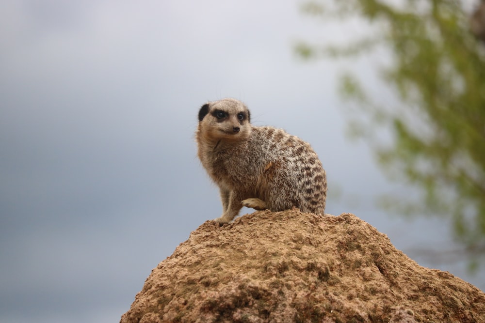 brown and white owl on brown rock during daytime