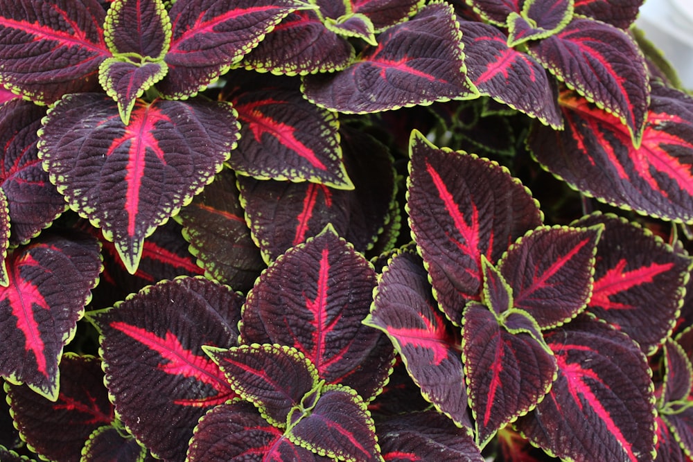 Planta de hoja verde y morada