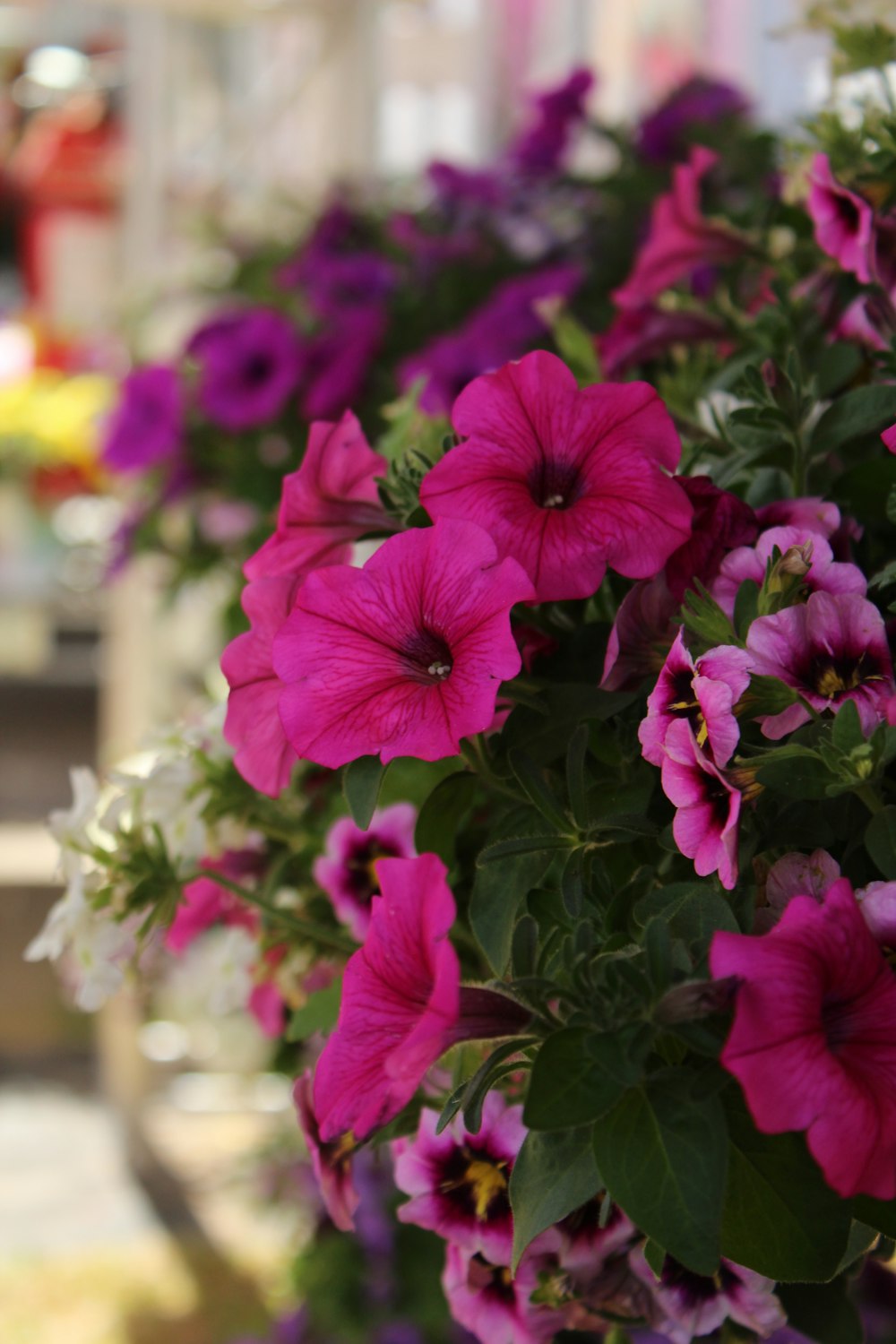 pink flowers with green leaves