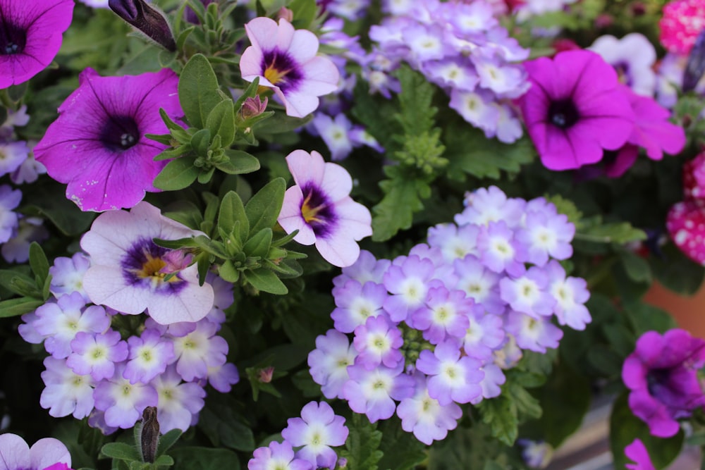 purple and white flowers during daytime