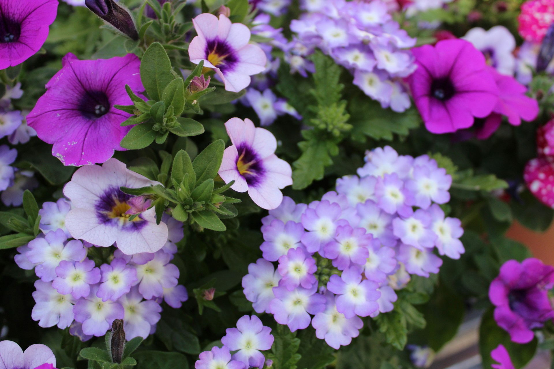 purple and white flowers during daytime