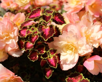 pink and white flower in macro shot