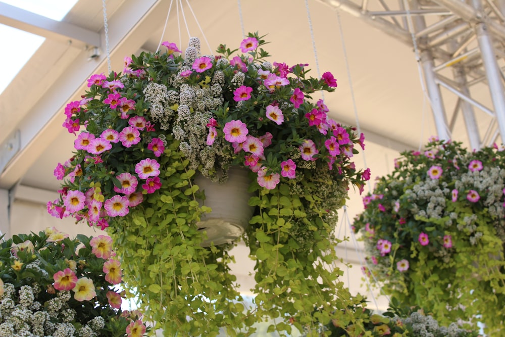 rosa und weiße Blumen auf weißer Keramikvase