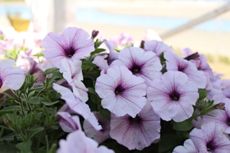 Petunias