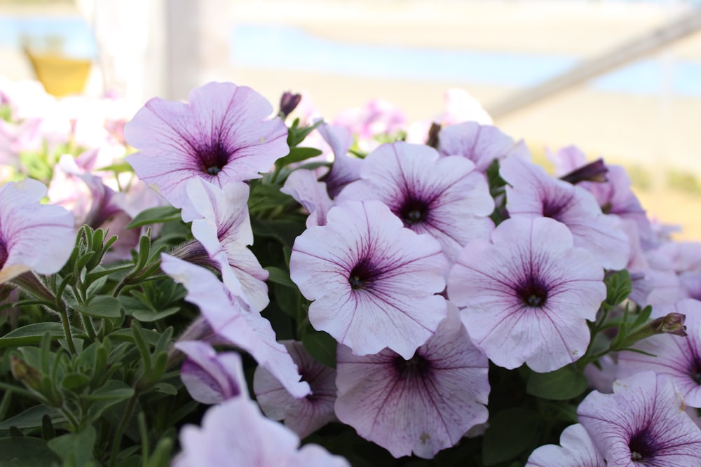 weiße und violette Blüten tagsüber