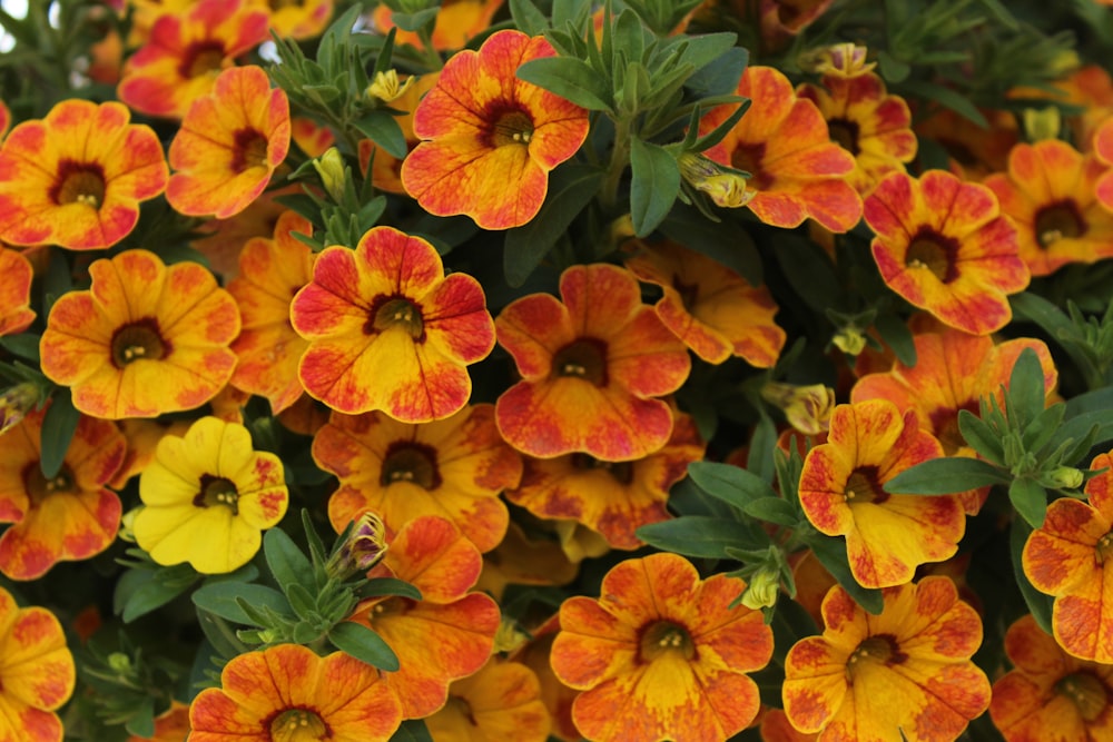 yellow and red flowers with green leaves