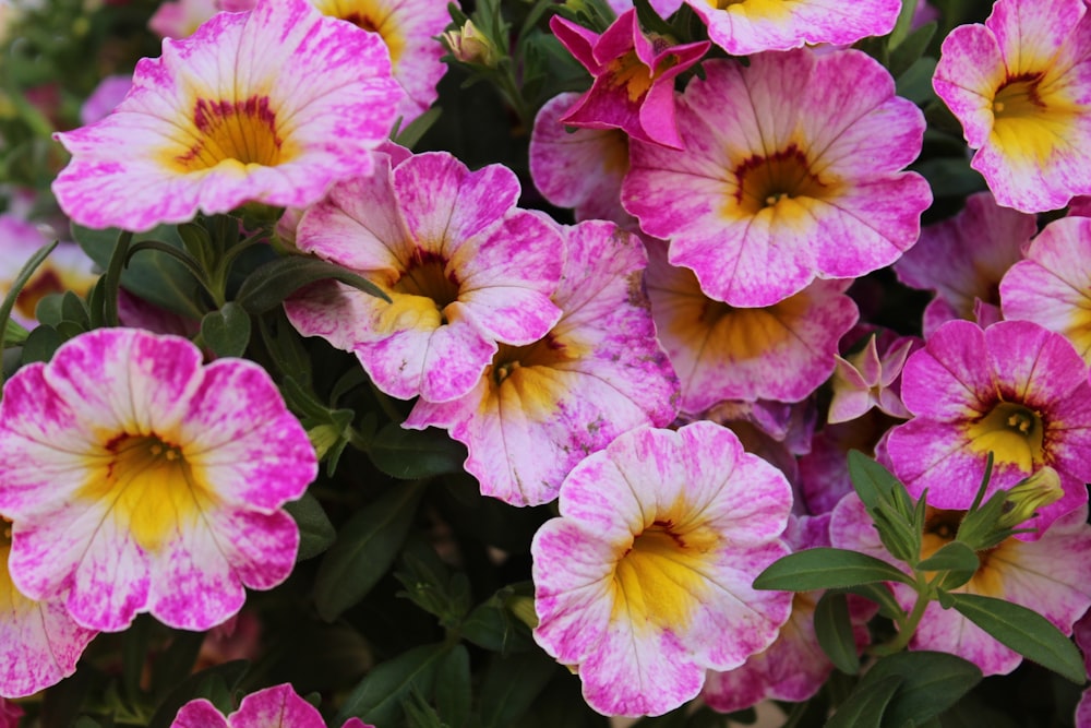 pink and yellow flowers with green leaves