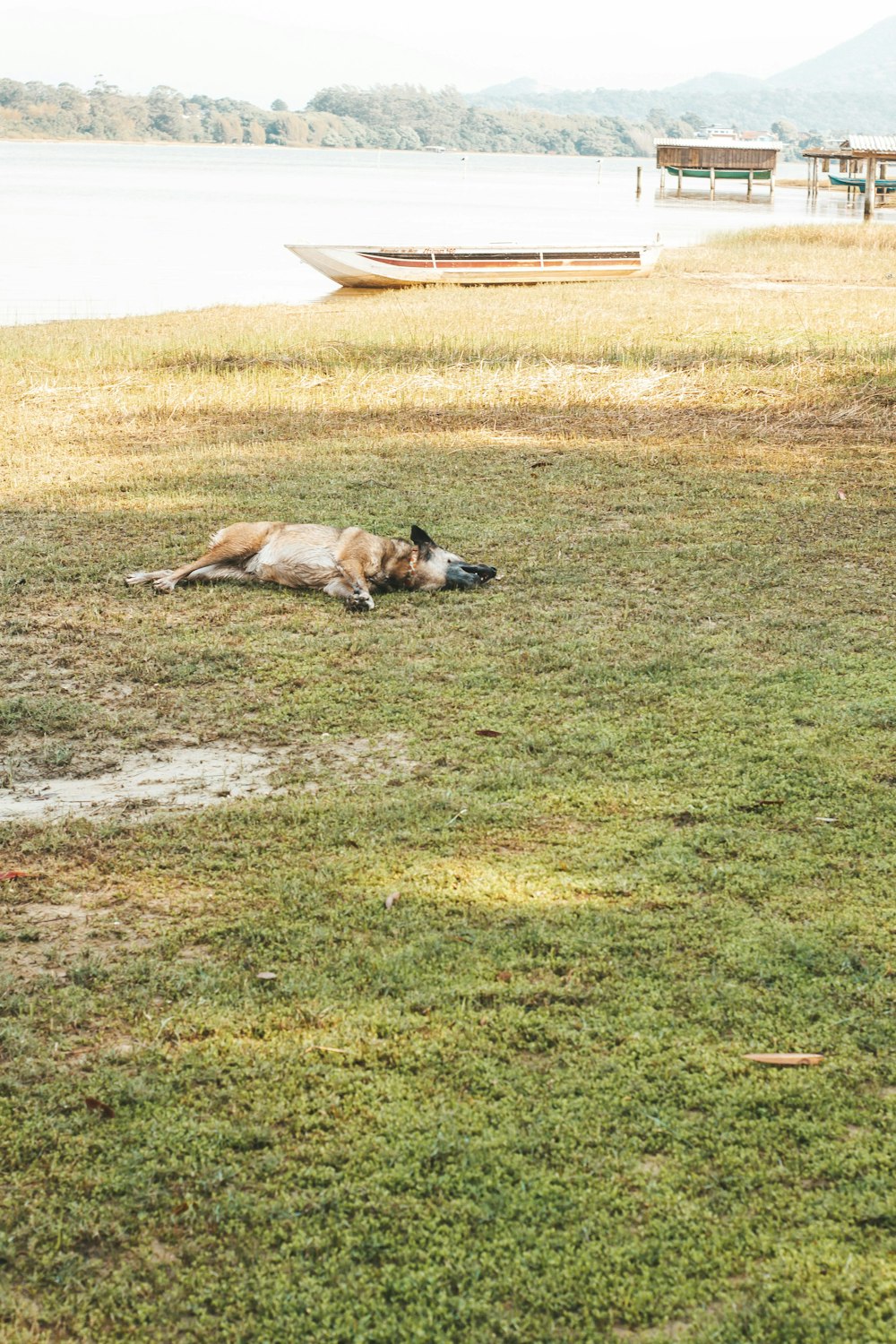 brown and black short coated dog lying on green grass field during daytime