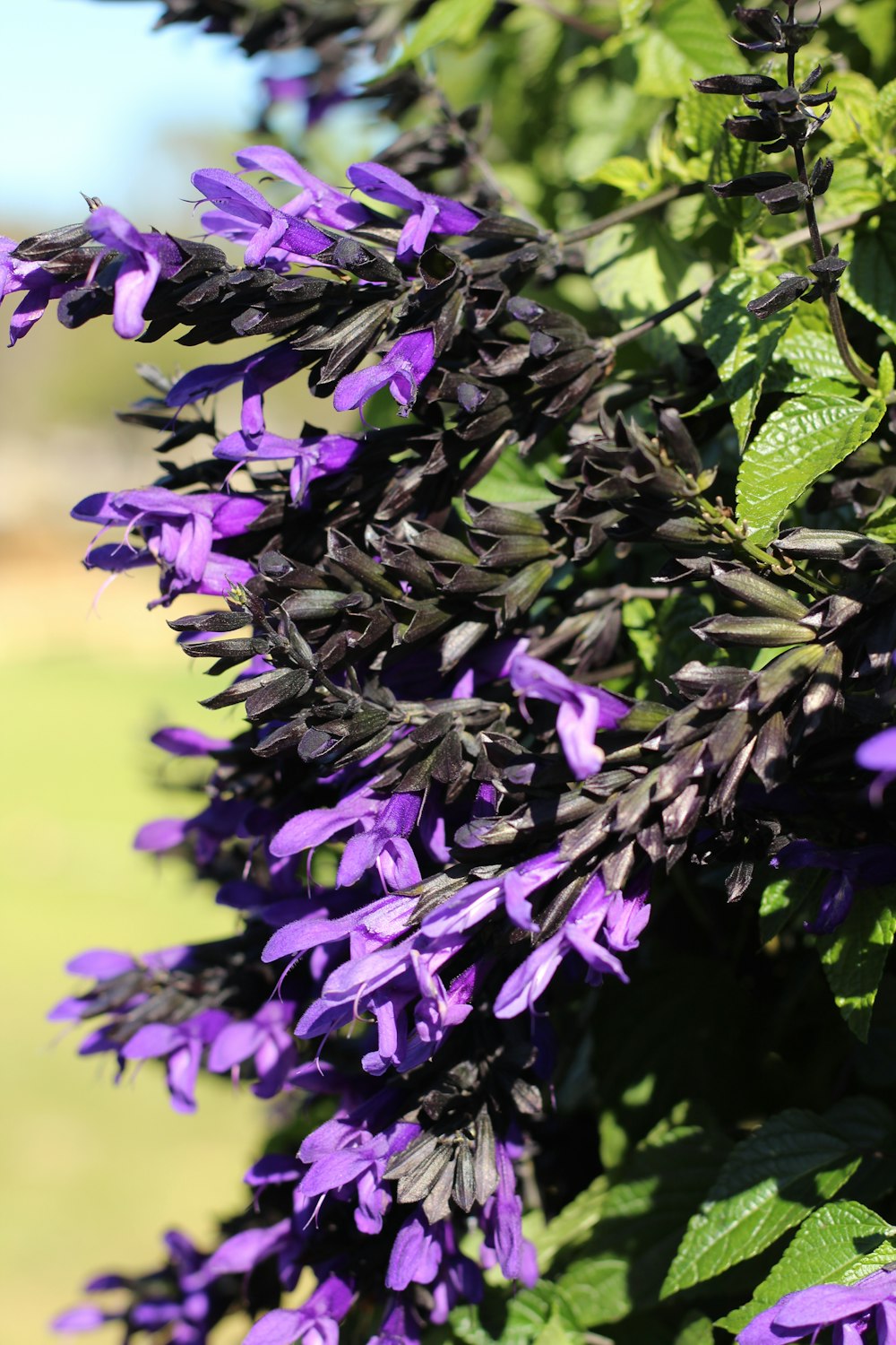 purple flowers in tilt shift lens