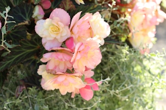 A delicate vintage pink floral arrangement with soft summer sunlight filtering through.