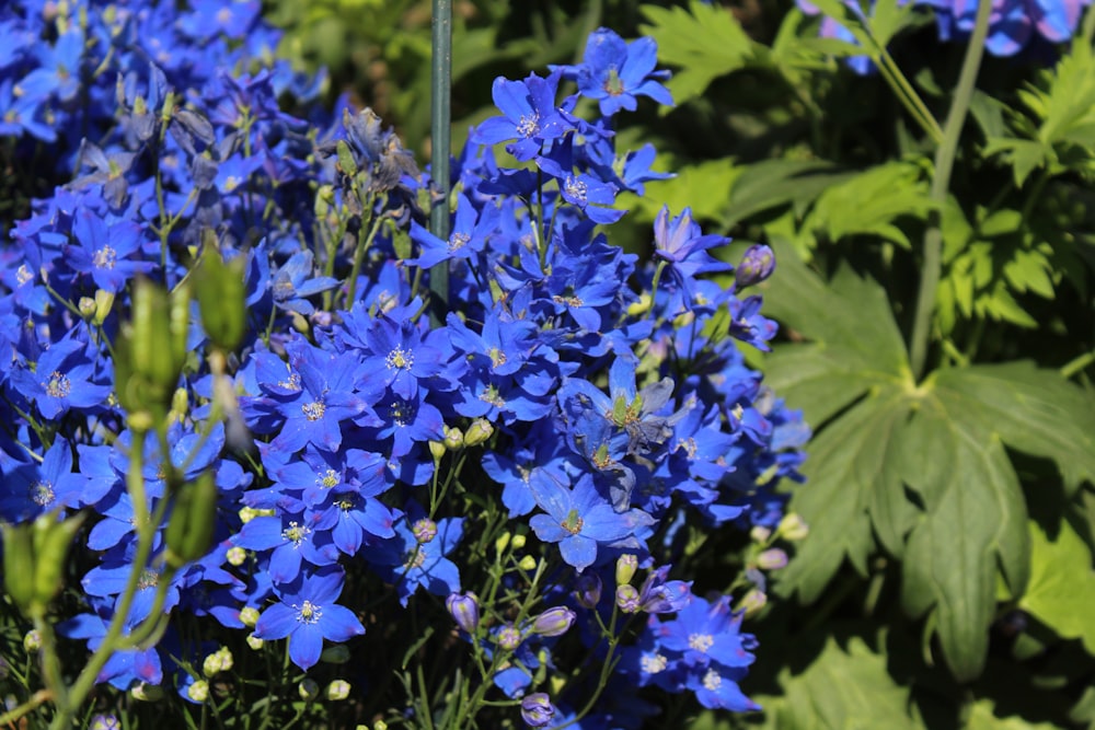 purple flowers with green leaves