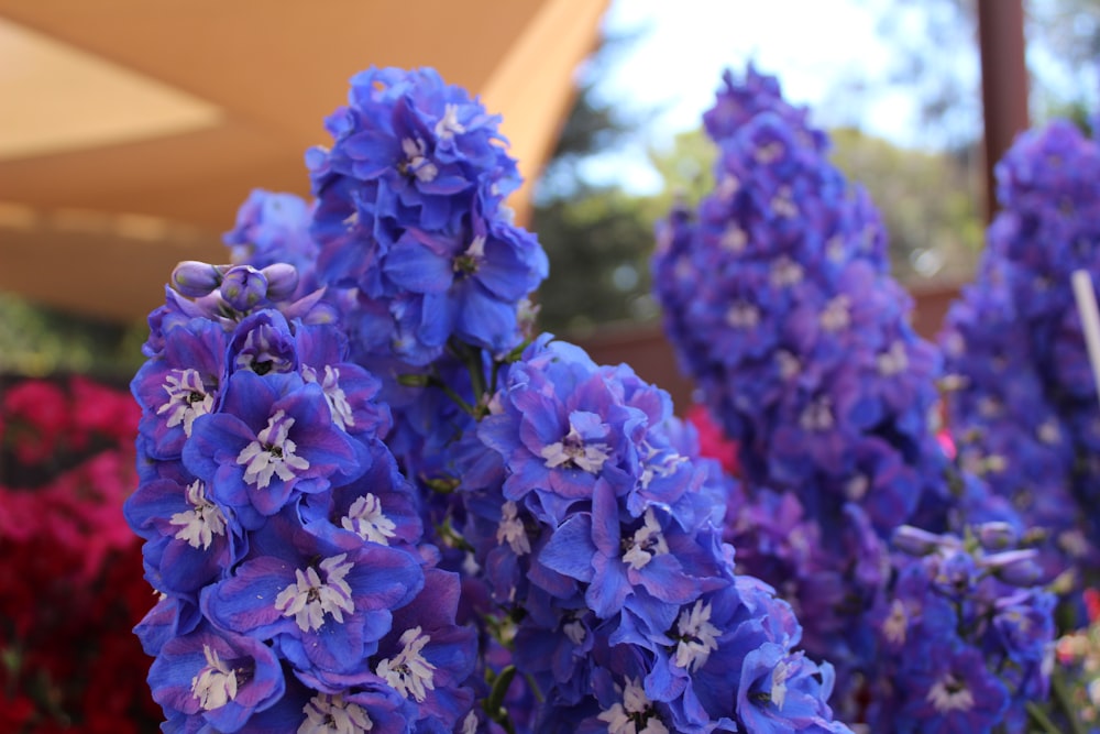 purple flowers with green leaves