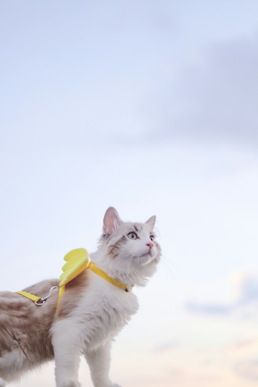 white cat with yellow collar