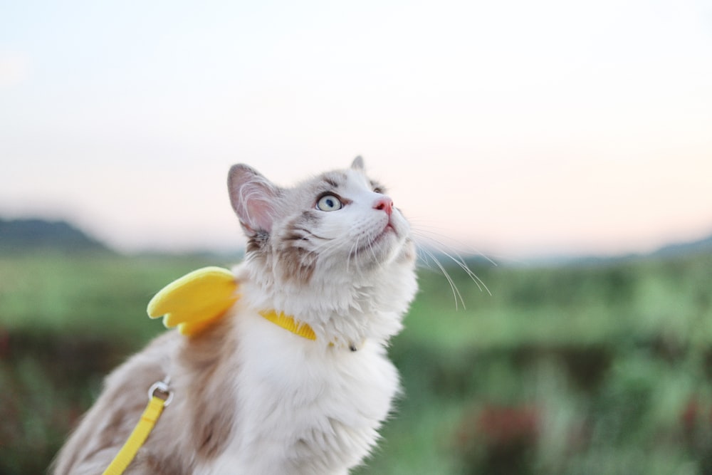 white and gray cat on yellow banana