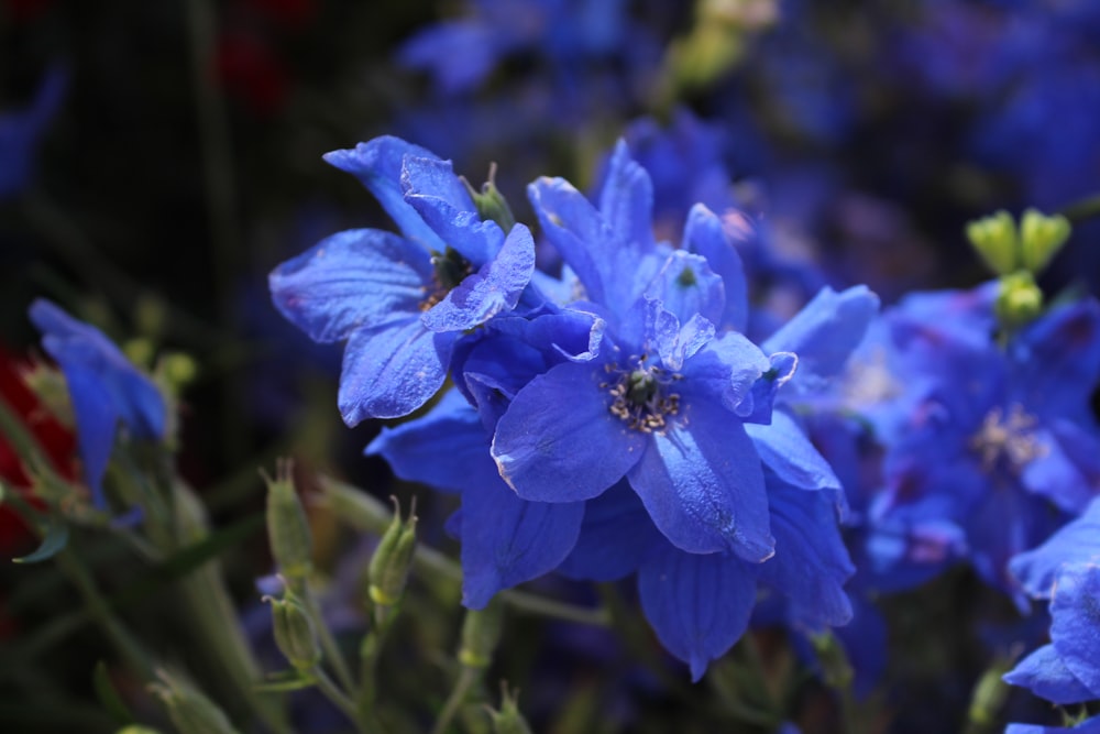 blue flower in tilt shift lens