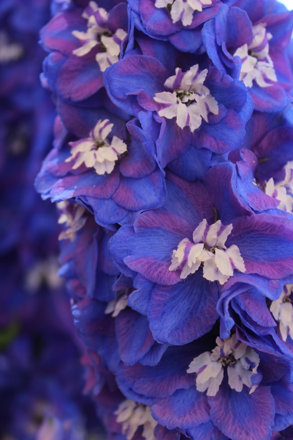 purple flower in macro shot