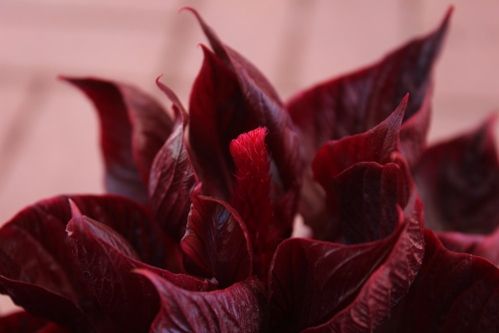 purple flower in macro lens