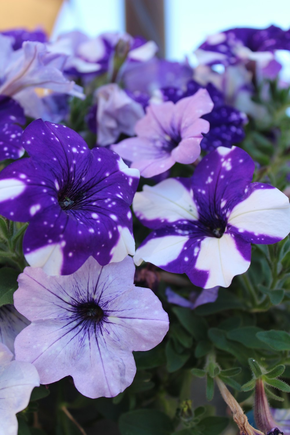 flor púrpura y blanca en macro toma