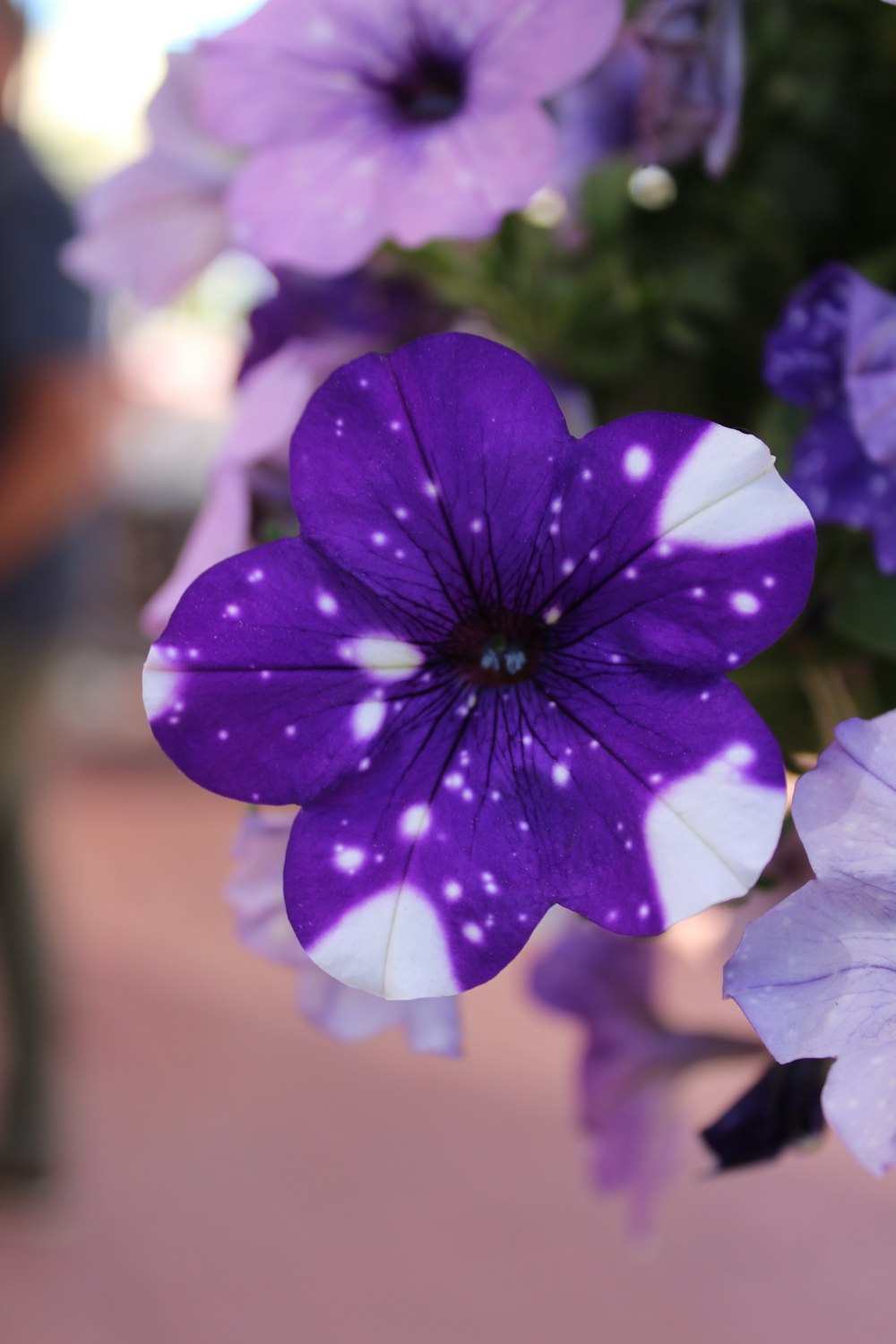 purple flower in macro shot