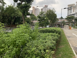 Urban scene with lush green bushes and trees along a pathway in the foreground. Residential high-rise buildings are visible in the background under a cloudy sky. Streetlights line the paved pathway, and a few vehicles are seen on the road near the buildings.