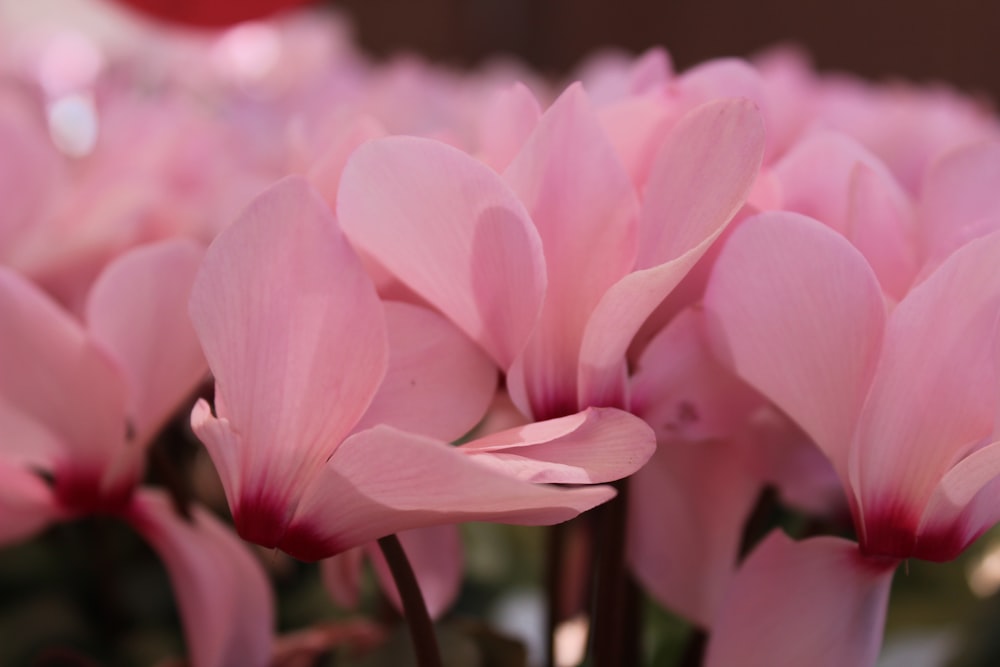 Tulipanes rosados en flor durante el día