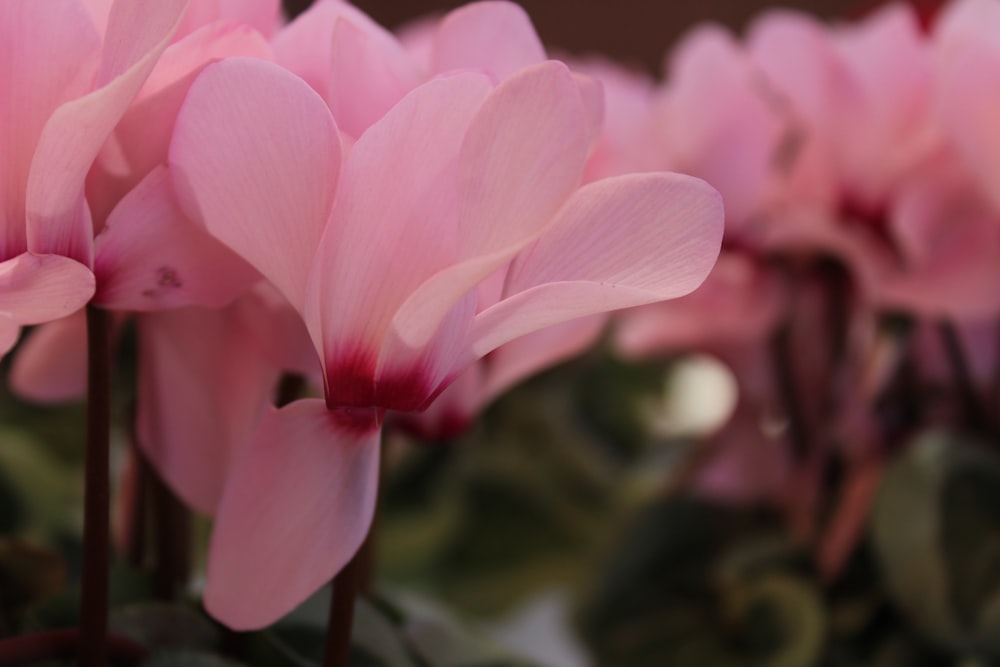 pink flower in tilt shift lens