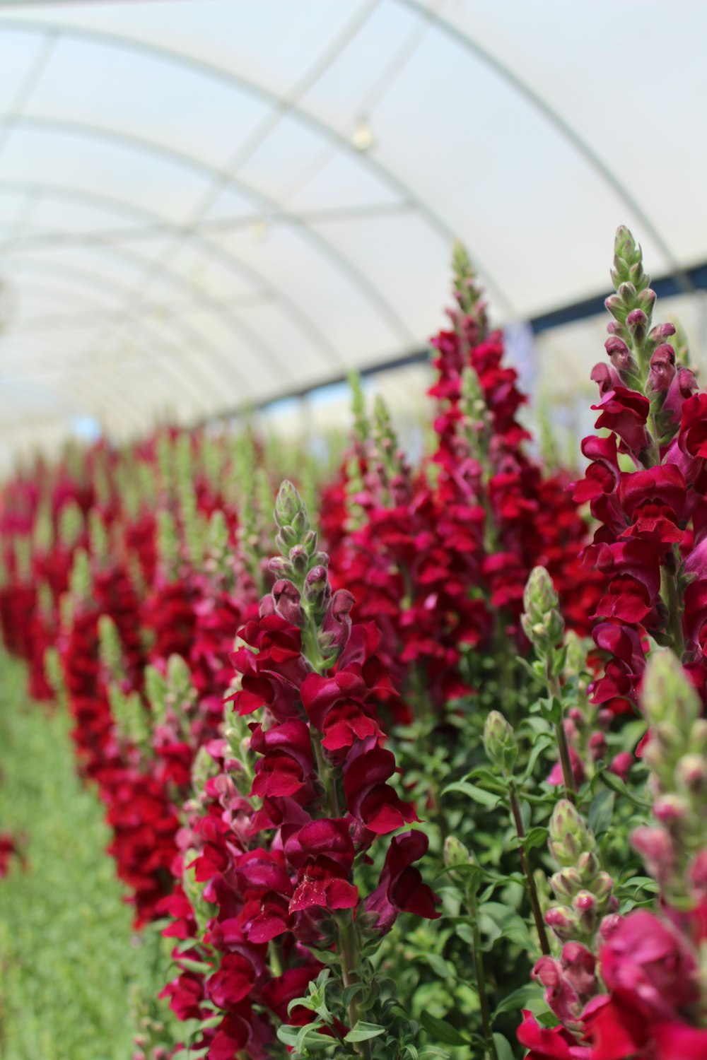 red flowers in a greenhouse
