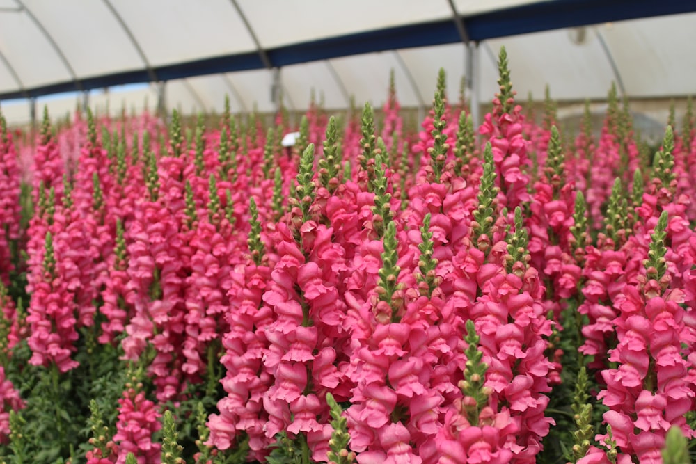 pink flowers in a greenhouse