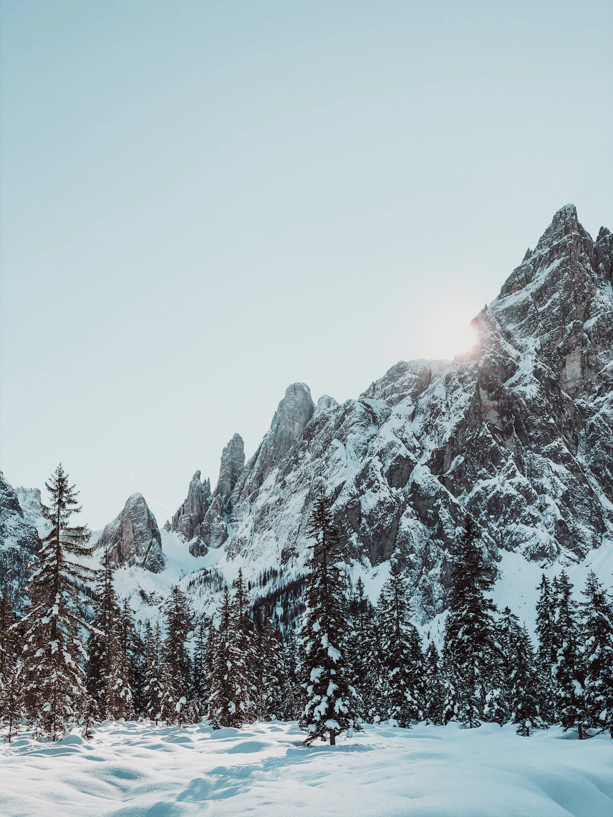 Jagged snow-covered peaks rising above a pine forest