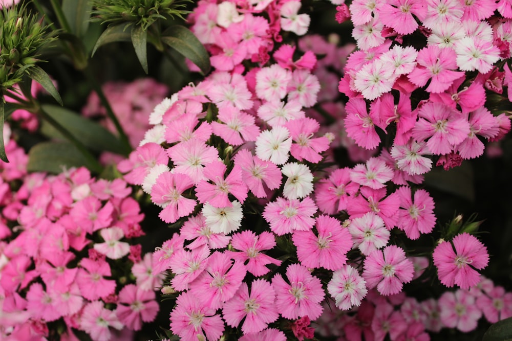 pink flowers in tilt shift lens