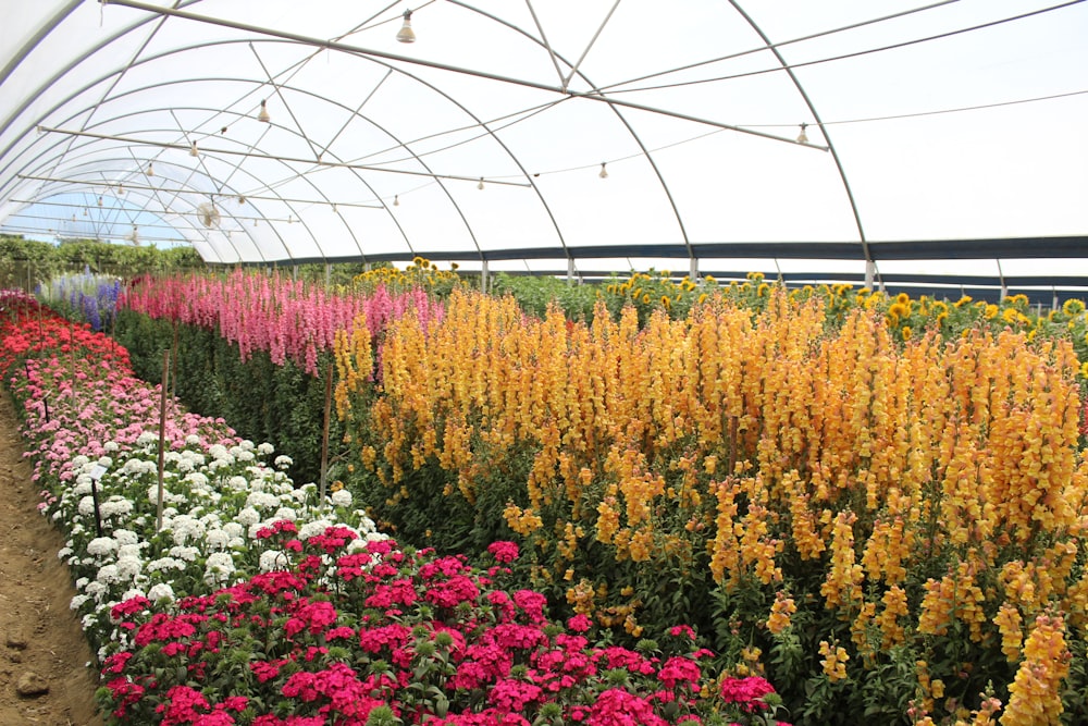 white and pink flowers under white roof