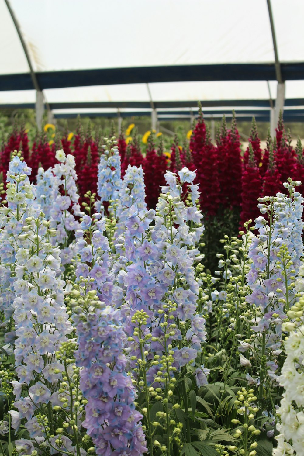 red and white flowers near white metal fence