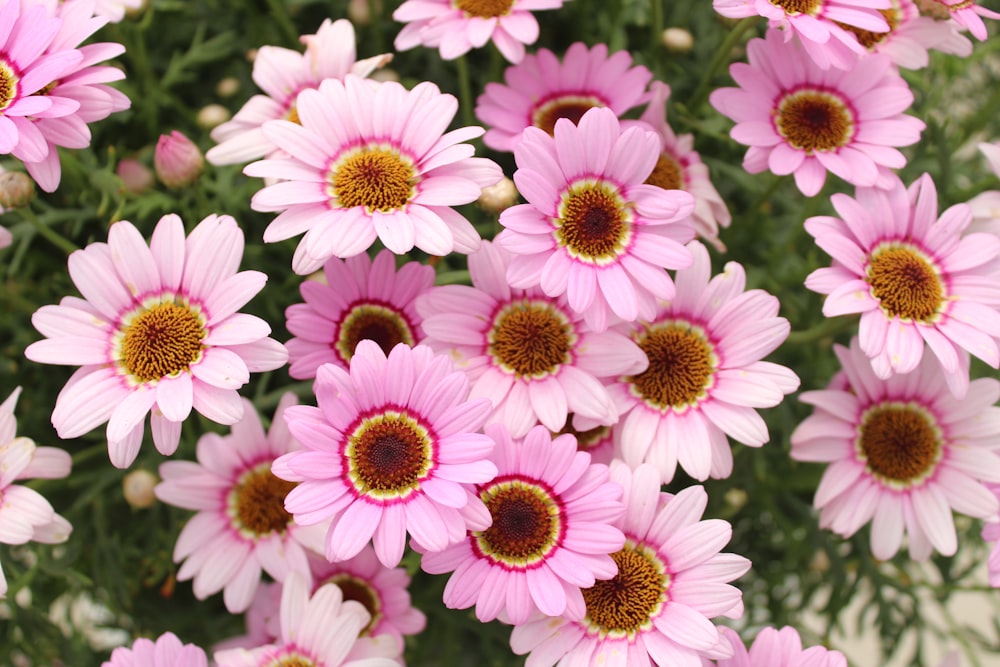 purple flowers in tilt shift lens