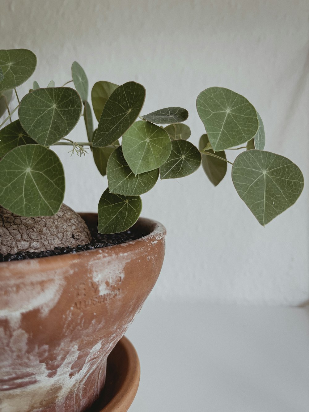 green plant on brown clay pot