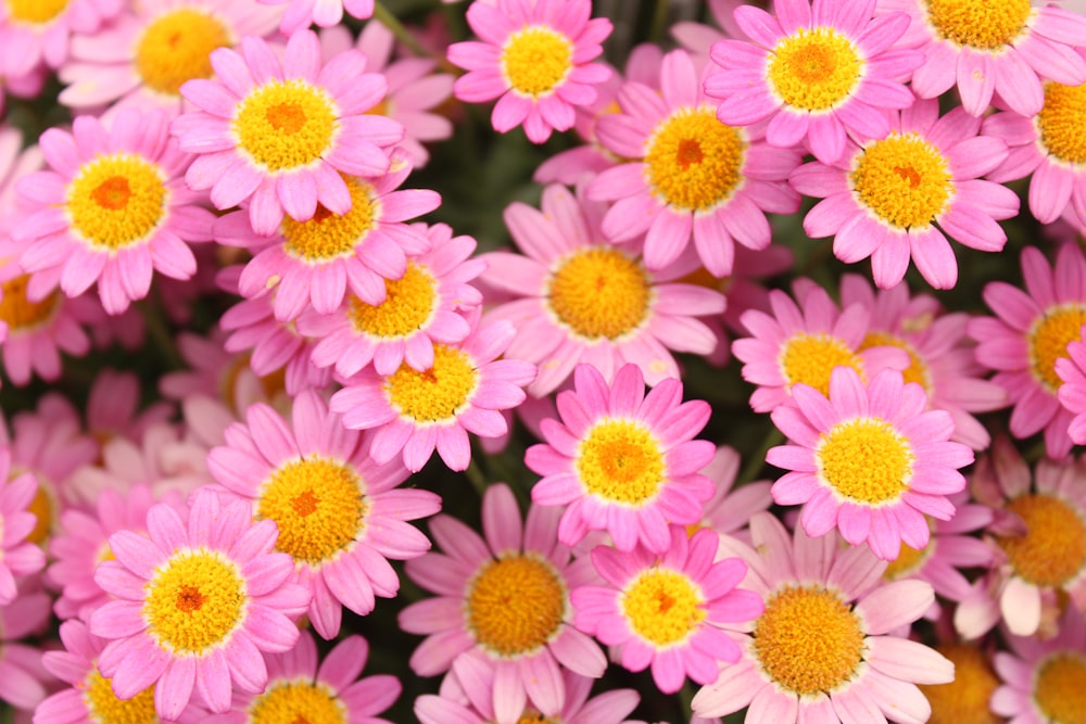 pink flowers in tilt shift lens