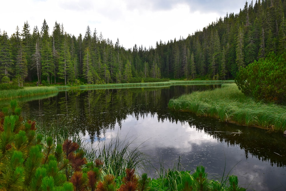 a small lake surrounded by tall pine trees