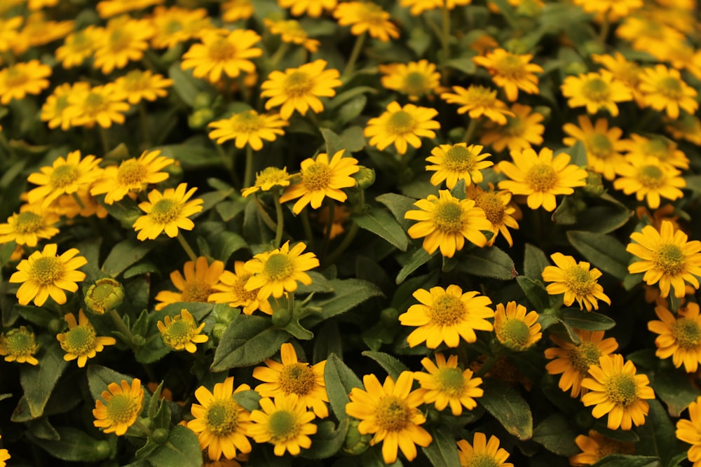 Fiori gialli e neri in fiore durante il giorno foto – Fiore Immagine  gratuita su Unsplash
