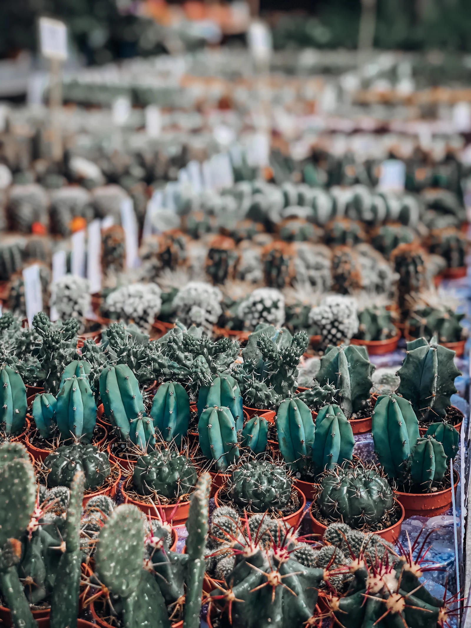 A xeriscaped garden bed filled with green cactus and succulent plants