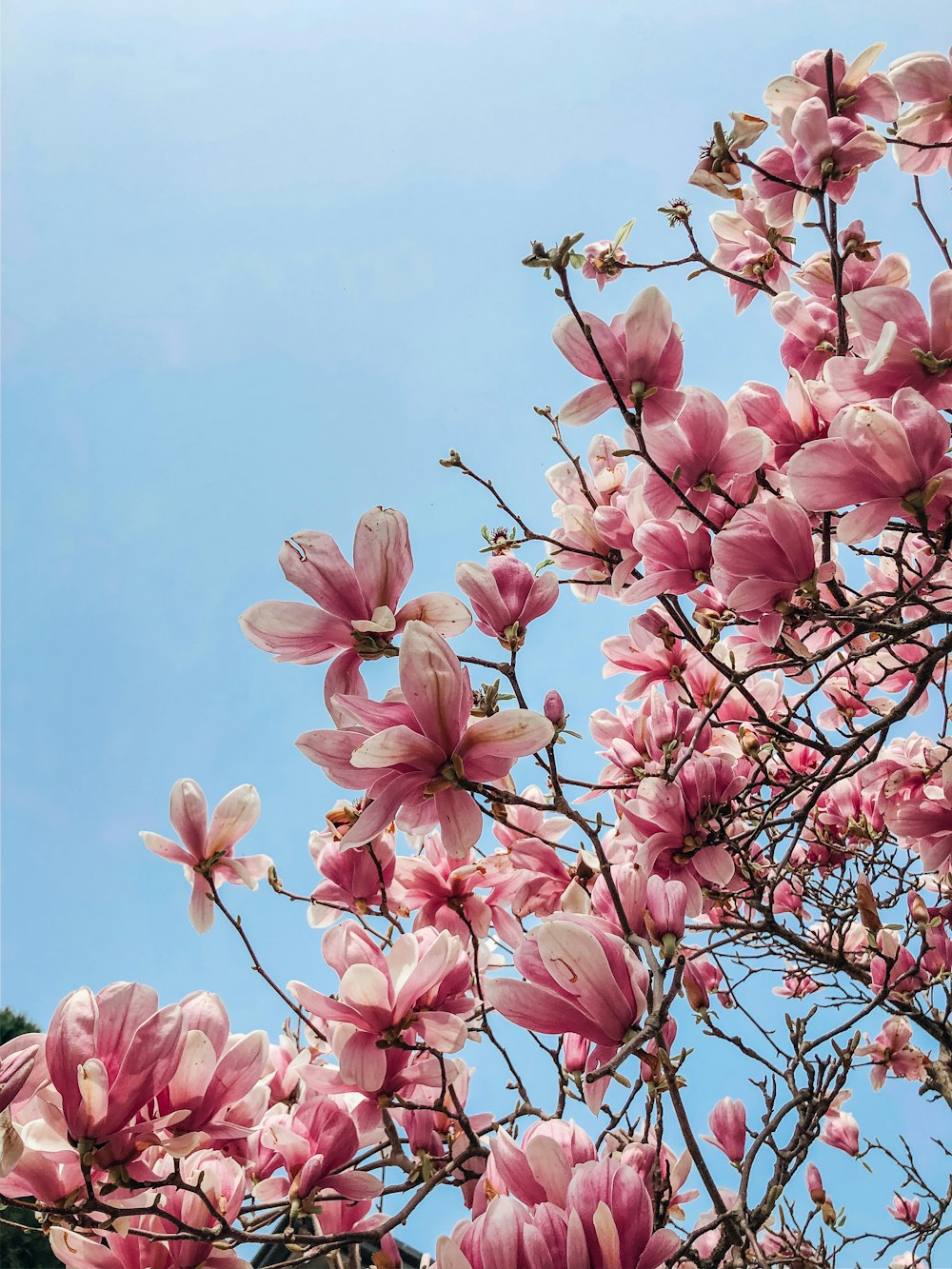 pink flowers under blue sky during daytime